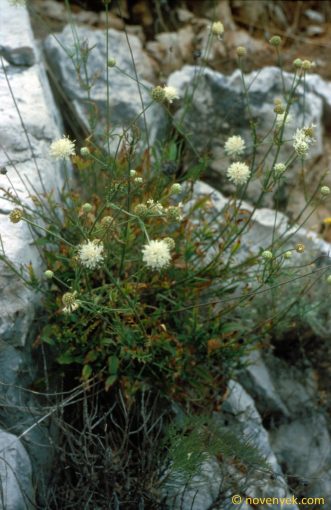 Image of plant Cephalaria leucantha