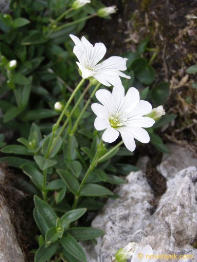Image of plant Cerastium carinthiacum
