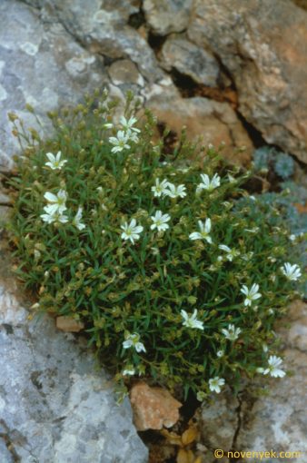 Image of plant Cerastium julicum