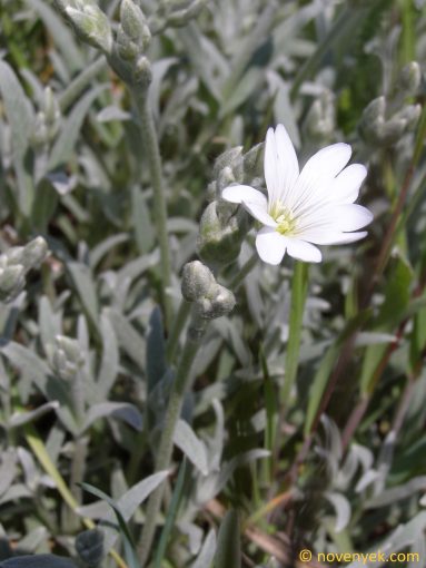 Image of plant Cerastium tomentosum