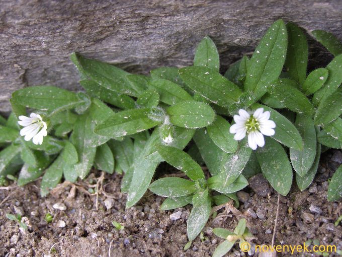 Image of plant Cerastium uniflorum