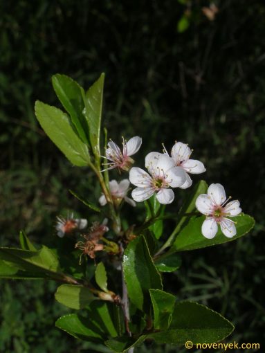 Image of plant Cerasus fruticosa