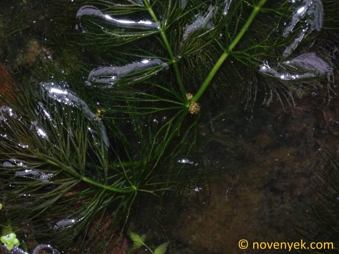 Image of plant Ceratophyllum submersum