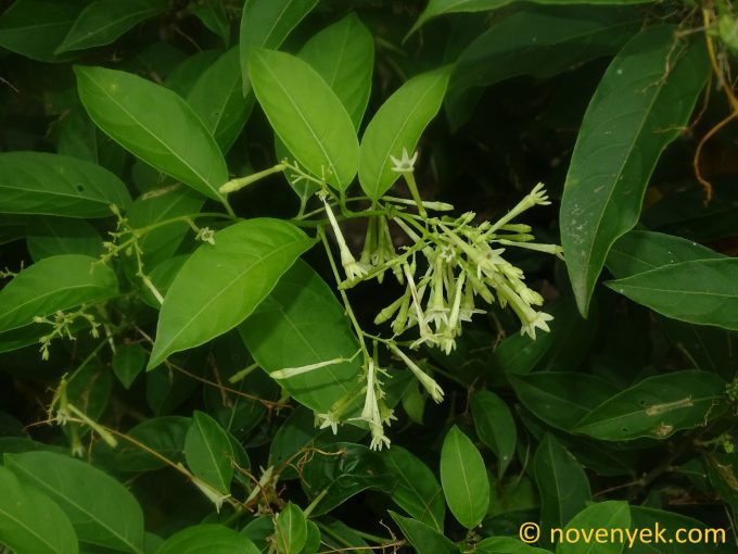 Image of plant Cestrum racemosum