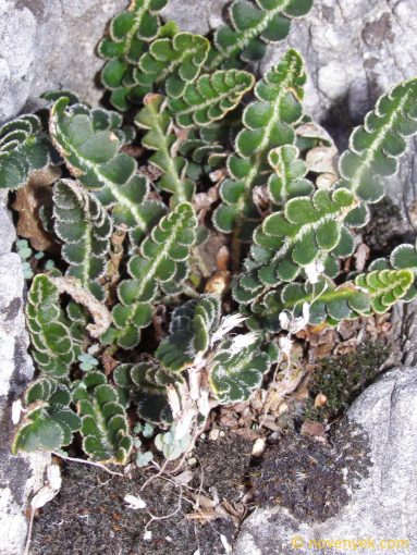 Image of plant Ceterach officinarum