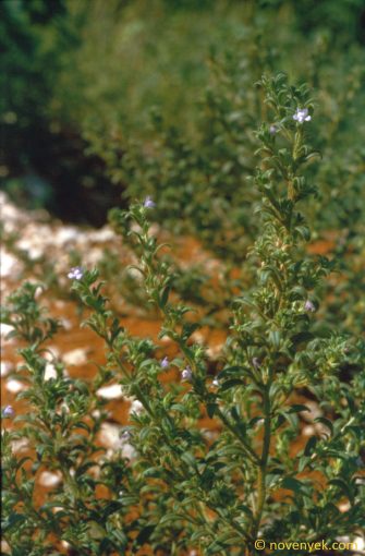 Image of plant Chaenorhinum litorale