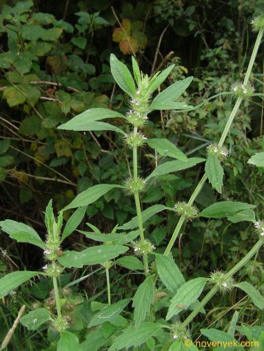 Image of plant Chaiturus marrubiastrum