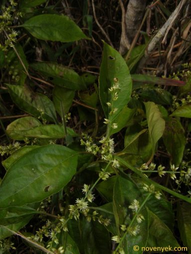 Image of plant Chamissoa altissima