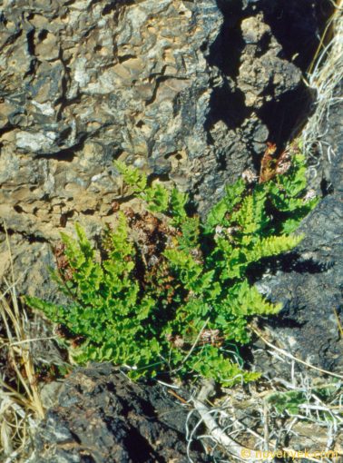 Image of plant Cheilanthes hispanica