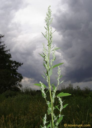 Image of plant Chenopodium album