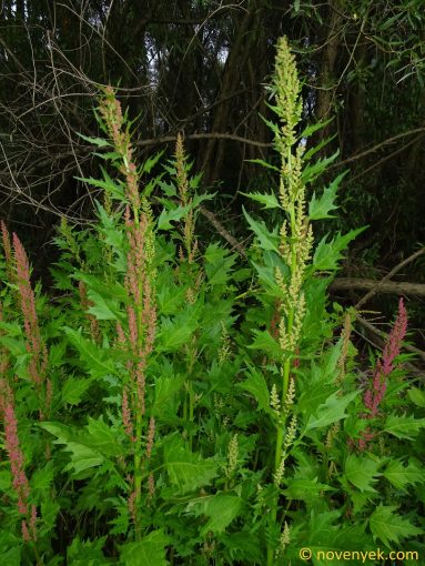 Image of plant Chenopodium rubrum
