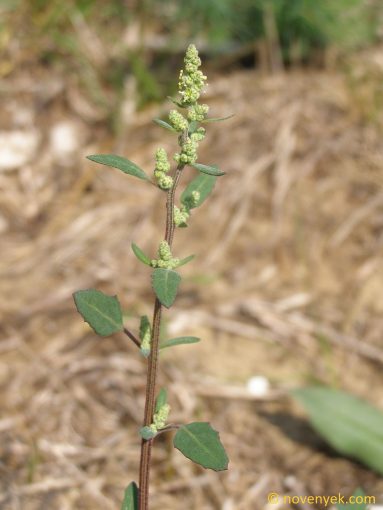 Image of plant Chenopodium strictum