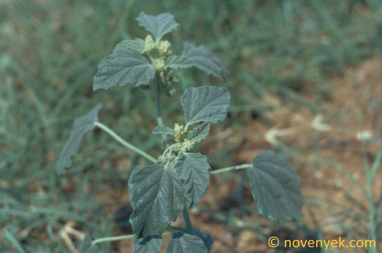 Image of plant Chrozophora tinctoria