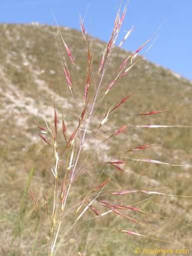 Image of plant Chrysopogon gryllus
