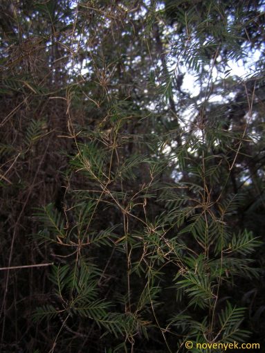 Image of plant Chusquea abietifolia