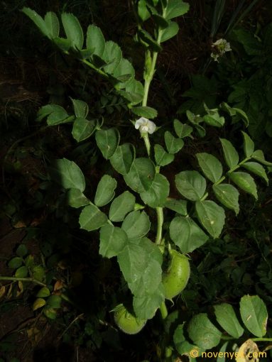 Image of plant Cicer arietinum