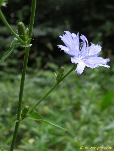 Image of plant Cichorium intybus
