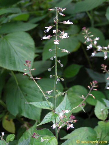 Image of plant Circaea lutetiana
