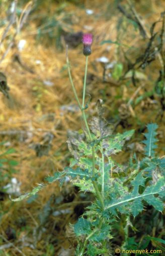 Image of plant Cirsium appendiculatum