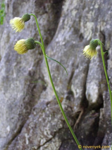 Image of plant Cirsium erisithales