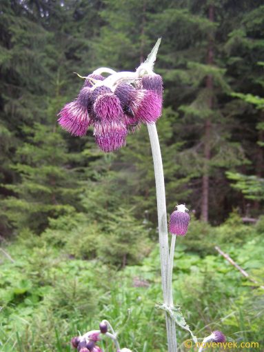 Image of plant Cirsium waldsteinii