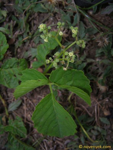 Image of plant Cissus trifoliata