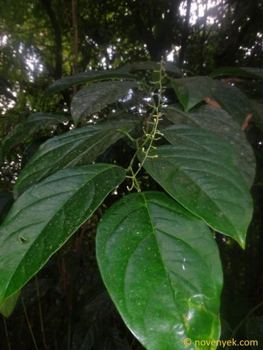 Image of plant Citronella incarum
