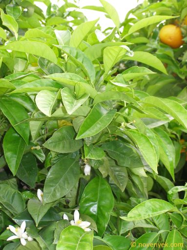 Image of plant Citrus aurantium