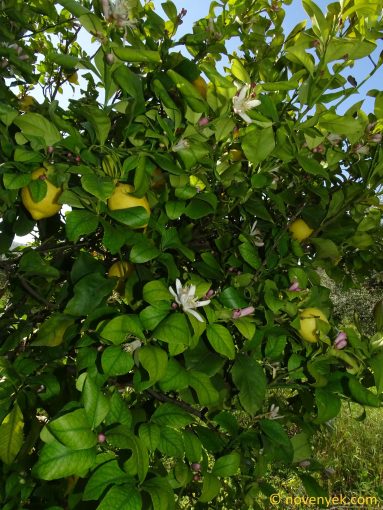 Image of plant Citrus limon