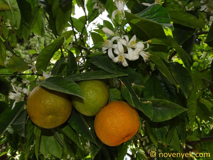 Image of plant Citrus reticulata
