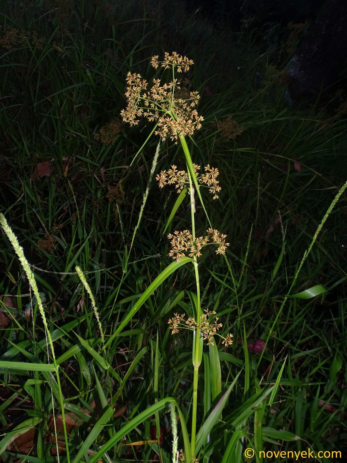 Image Collection Of Wild Vascular Plants Cladium Jamaicense