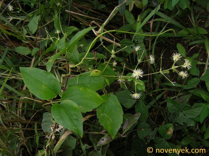 Image of plant Clematis acapulcensis