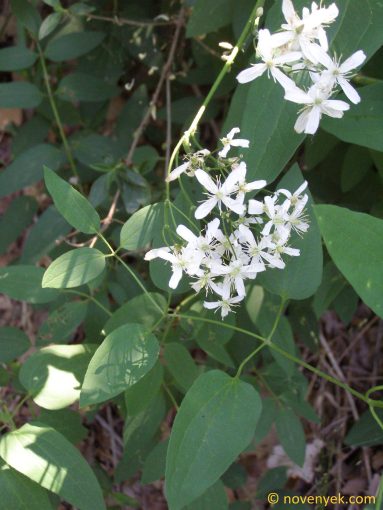 Image of plant Clematis recta