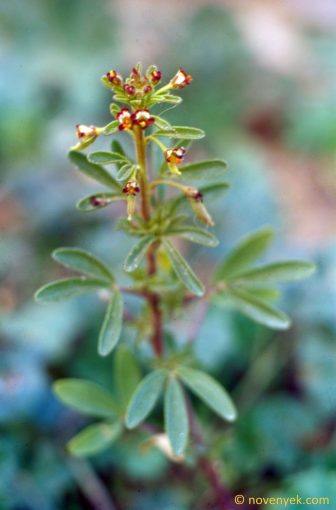 Image of plant Cleome amblyocarpa