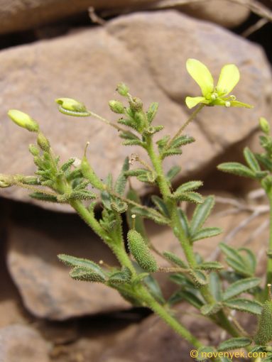 Image of plant Cleome brachycarpa