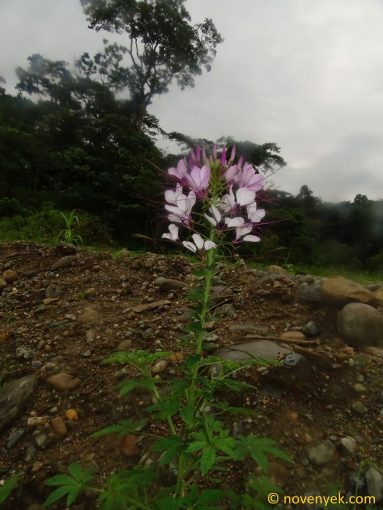 Image of plant Cleome houtteana