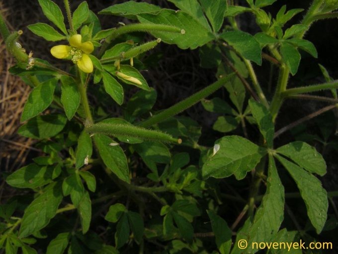 Image of plant Cleome viscosa