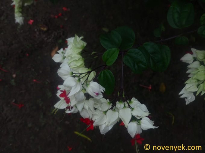 Image of plant Clerodendrum thomsoniae