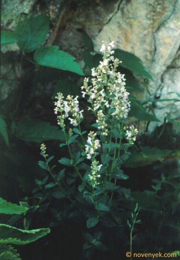 Image of plant Clinopodium x einseleanum