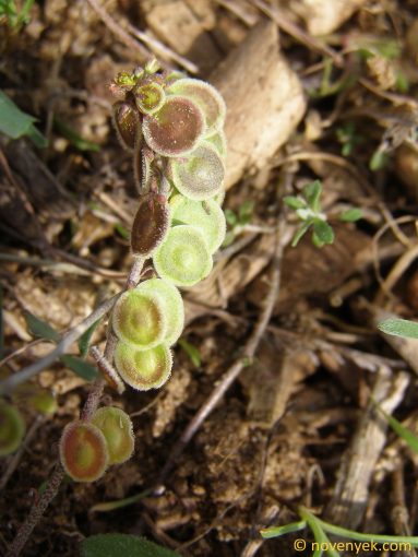 Image of plant Clypeola jonthlaspi