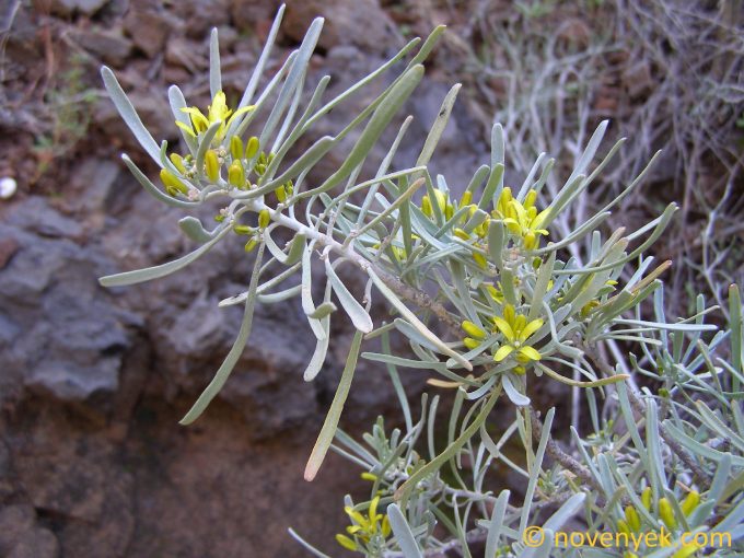 Image of plant Cneorum pulverulentum
