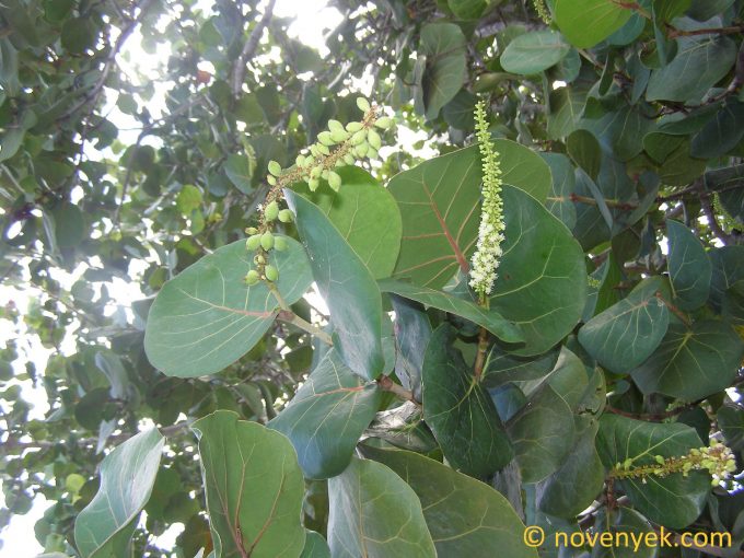 Image of plant Coccoloba uvifera