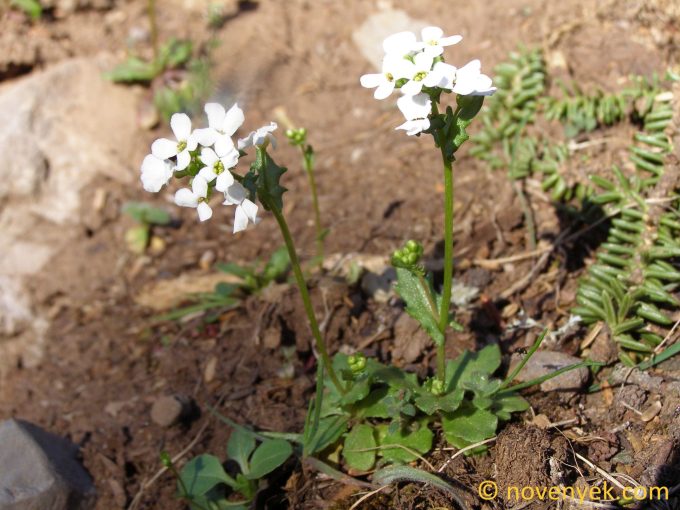 Image of plant Cochlearia abulensis