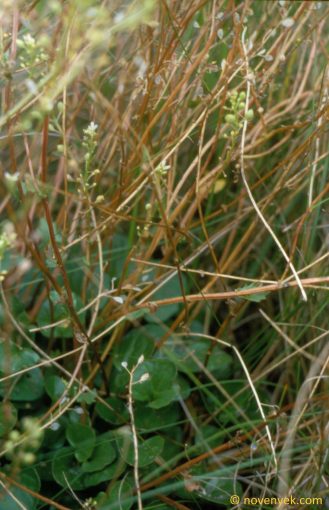 Image of plant Cochlearia pyrenaica