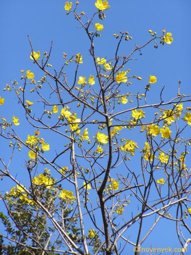 Image of plant Cochlospermum vitifolium
