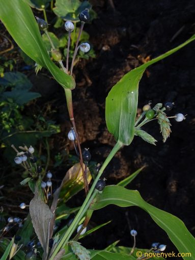 Image of plant Coix lacryma-jobi