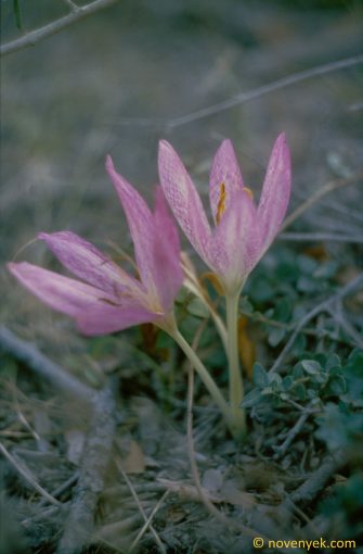 Image of plant Colchicum neapolitanum