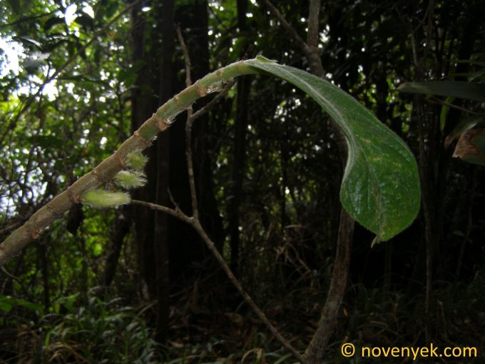 Image of plant Columnea sanguinea