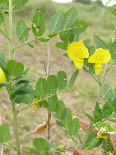 Image of plant Colutea arborescens