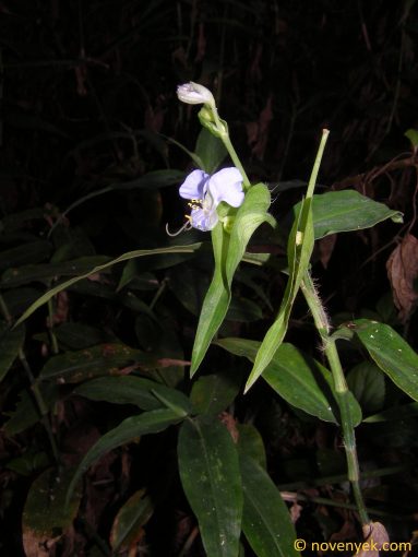 Image of plant Commelina benghalensis